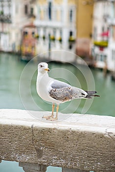 Seagull Stand on Railing of Bridge in Venice