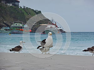 Seagull stand on the sand, Prainhas do Pontal beach, Arraial do Cabo photo