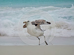 Seagull stand on the sand, Prainhas do Pontal beach, Arraial do Cabo