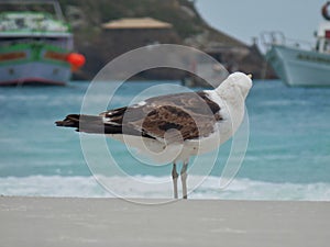 Seagull stand on the sand, Prainhas do Pontal beach, Arraial do Cabo