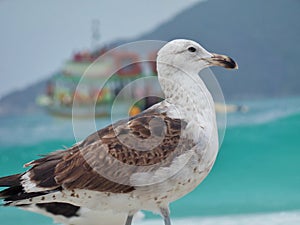 Seagull stand on the sand, Prainhas do Pontal beach, Arraial do Cabo