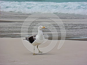 Seagull stand on the sand, Prainhas do Pontal beach, Arraial do Cabo