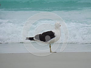 Seagull stand on the sand, Prainhas do Pontal beach, Arraial do Cabo