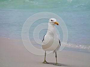 Seagull stand on the sand, Prainhas do Pontal beach, Arraial do Cabo