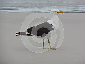 Seagull stand on the sand, Prainhas do Pontal beach, Arraial do Cabo