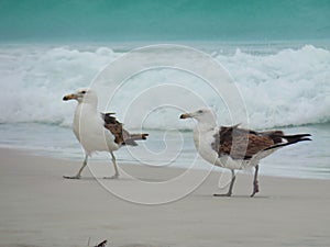 Seagull stand on the sand, Prainhas do Pontal beach, Arraial do Cabo