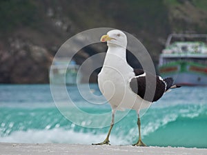 Seagull stand on the sand, Prainhas do Pontal beach, Arraial do Cabo