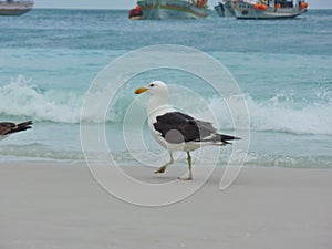 Seagull stand on the sand, Prainhas do Pontal beach, Arraial do Cabo