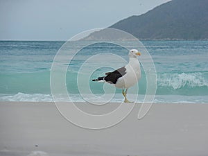 Seagull stand on the sand, Prainhas do Pontal beach, Arraial do Cabo