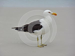 Seagull stand on the sand, Prainhas do Pontal beach, Arraial do Cabo