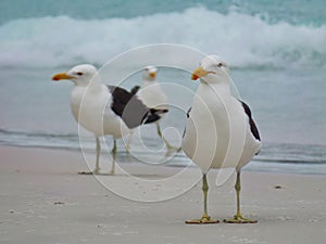 Seagull stand on the sand, Prainhas do Pontal beach, Arraial do Cabo