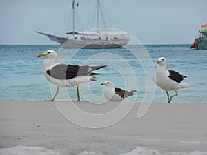 Seagull stand on the sand, Prainhas do Pontal beach, Arraial do Cabo photo