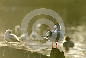 Seagull stand in a wood