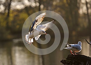 Seagull stand in a wood,flying to a tree