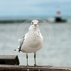 Seagull Standing
