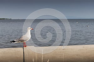 Seagull standing alone looking out to sea