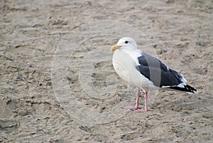 A seagull standing alone on a Pacific Ocean beach