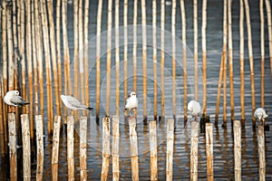 Seagull standing on bamboo