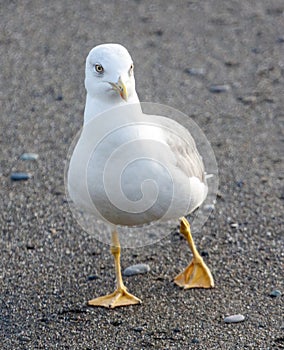 A seagull is standing on a beach