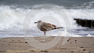 a seagull standing on the beach looking at the surf