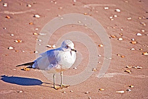 Seagull