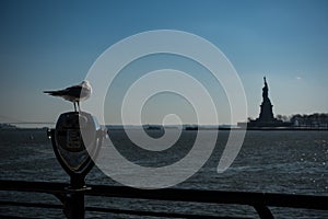 Seagull standing at binoculars on Ellis island looking at the statue of liberty in the distance