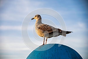 Seagull standing in a blue dome