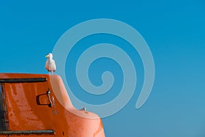 Seagull standing on Boat in Front of blue Sky