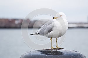 Seagull standing on a bollard and looking at the camera on a cold cloudy day in winter.