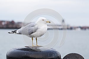 Seagull standing on a bollard and looking at the camera on a cold cloudy day in winter.