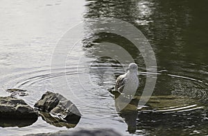 Seagull standing in Bow River water