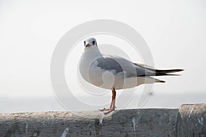 Seagull standing on a bridge at Miami,USA