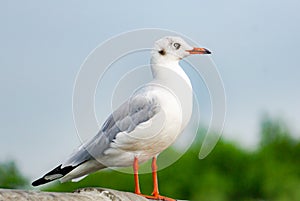 seagull standing on bridge, top view silhouette. Bird flies over the sea, Seagull hover over deep blue sea, Gull hunting down fish