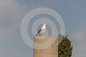 a seagull standing on a cement pillar in the daytime
