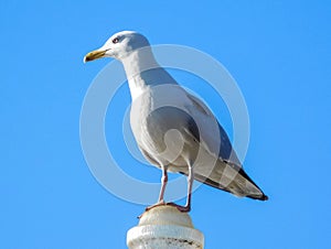 Seagull Standing On A Column