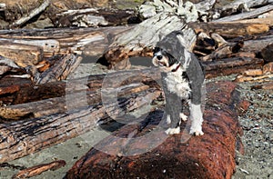 Dog standing on driftwood log on beach