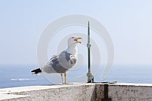 Seagull standing on the edge of the roof Monaco Aquarium
