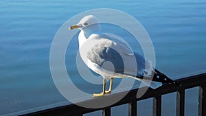 Seagull Standing On A Fence