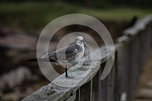 Seagull standing on fence rail with a blade of grass in his beak