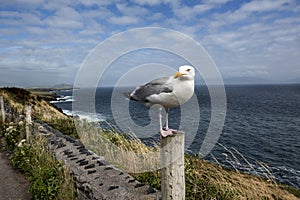 Seagull standing on a fencepost with a beautiful coastline behind