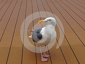 Seagull standing on the floor boat