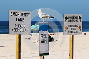 Seagull standing on a free wi-fi sign