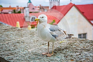 Seagull standing in front of the old town of Tallinn in Estonia