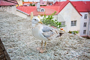 Seagull standing in front of the old town of Tallinn in Estonia