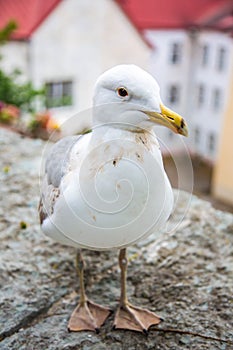 Seagull standing in front of the old town of Tallinn in Estonia