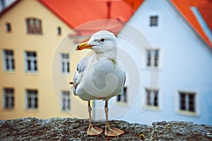 Seagull standing in front of the old town of Tallinn in Estonia