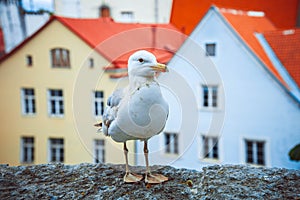 Seagull standing in front of the old town of Tallinn in Estonia