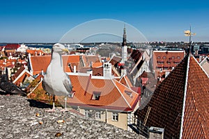 Seagull standing in front Tallin