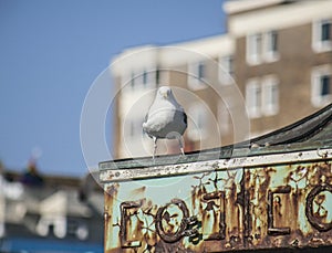 Seagull standing on a green roof.