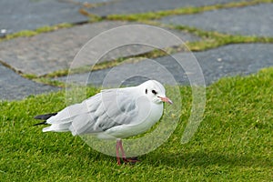 Seagull standing in green summer grass